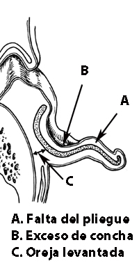 esquema axial oreja pantalla