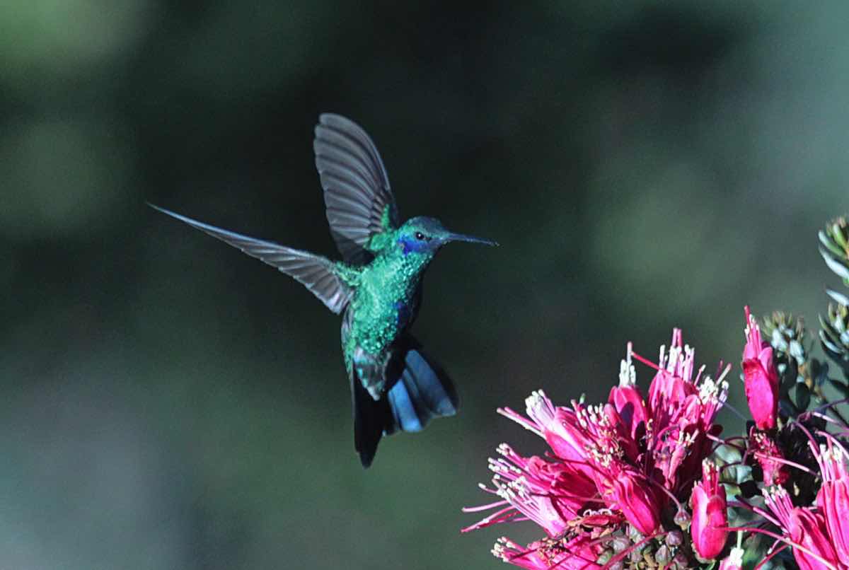 foto colibri chingaza