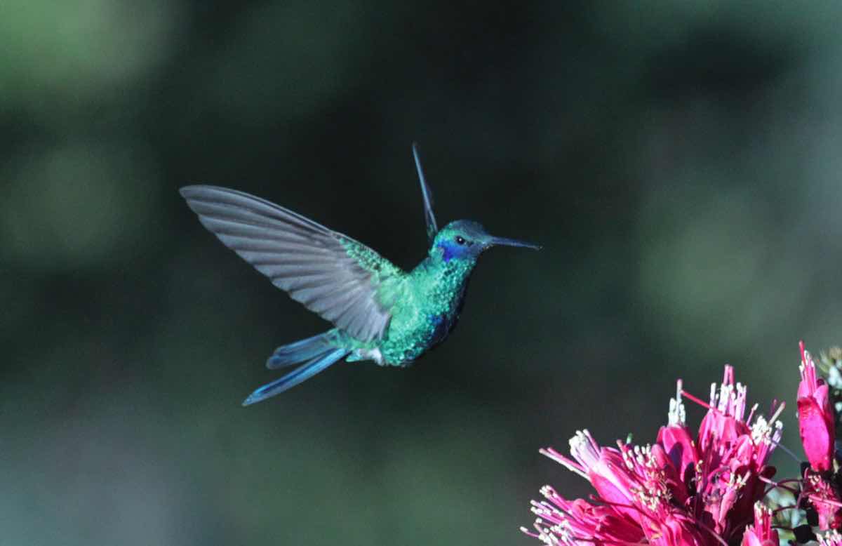 foto colibri y flor